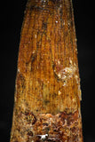 06032 - Well Preserved 1.70 Inch Spinosaurus Dinosaur Tooth Cretaceous