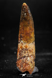 06032 - Well Preserved 1.70 Inch Spinosaurus Dinosaur Tooth Cretaceous