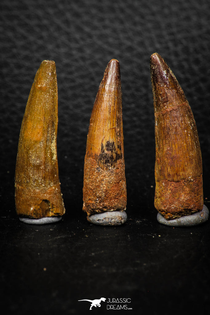 08157 - Great Collection of 3 Spinosaurus Dinosaur Teeth Cretaceous KemKem Beds