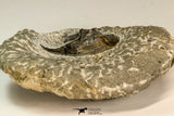 30861 - Top Beautiful 1.84 Inch Harpes perradiatus Lower Devonian Trilobite