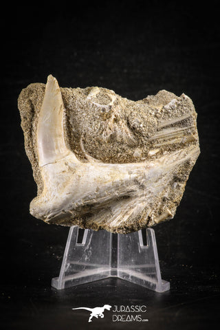 88764 – Top Quality 2.55 Inch Sabre-Toothed Fish (Enchodus libycus) Upper Jaw With Fang in Natural Matrix