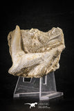 88764 – Top Quality 2.55 Inch Sabre-Toothed Fish (Enchodus libycus) Upper Jaw With Fang in Natural Matrix