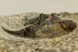 30861 - Top Beautiful 1.84 Inch Harpes perradiatus Lower Devonian Trilobite