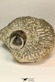 30861 - Top Beautiful 1.84 Inch Harpes perradiatus Lower Devonian Trilobite