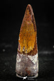 06033 - Nicely Preserved 1.36 Inch Spinosaurus Dinosaur Tooth Cretaceous