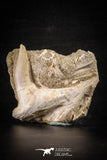 88764 – Top Quality 2.55 Inch Sabre-Toothed Fish (Enchodus libycus) Upper Jaw With Fang in Natural Matrix