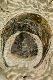 30861 - Top Beautiful 1.84 Inch Harpes perradiatus Lower Devonian Trilobite