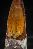 06033 - Nicely Preserved 1.36 Inch Spinosaurus Dinosaur Tooth Cretaceous
