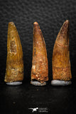 08157 - Great Collection of 3 Spinosaurus Dinosaur Teeth Cretaceous KemKem Beds