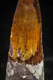 06033 - Nicely Preserved 1.36 Inch Spinosaurus Dinosaur Tooth Cretaceous