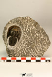 30862 - Top Beautiful 1.85 Inch Harpes perradiatus Lower Devonian Trilobite