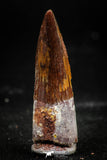 06033 - Nicely Preserved 1.36 Inch Spinosaurus Dinosaur Tooth Cretaceous