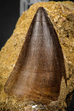06801 - Top Huge 2.22 Inch Mosasaur (Prognathodon anceps) Tooth in Matrix Late Cretaceous