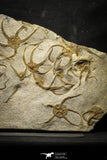 22126 - Superb Mortality Plate 17 OPHIURA SP Brittlestars Upper Ordovician Ktaoua Fm