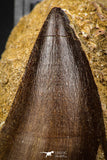 06801 - Top Huge 2.22 Inch Mosasaur (Prognathodon anceps) Tooth in Matrix Late Cretaceous