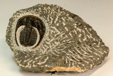 30862 - Top Beautiful 1.85 Inch Harpes perradiatus Lower Devonian Trilobite