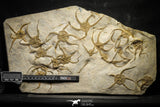 22126 - Superb Mortality Plate 17 OPHIURA SP Brittlestars Upper Ordovician Ktaoua Fm