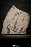 22127 - Wide 10.51 Inch Eocrinoid (Ascocystites) Plate - Lower Ordovician