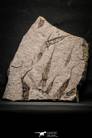 22127 - Wide 10.51 Inch Eocrinoid (Ascocystites) Plate - Lower Ordovician