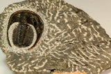 30862 - Top Beautiful 1.85 Inch Harpes perradiatus Lower Devonian Trilobite