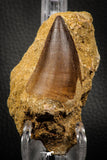 06801 - Top Huge 2.22 Inch Mosasaur (Prognathodon anceps) Tooth in Matrix Late Cretaceous