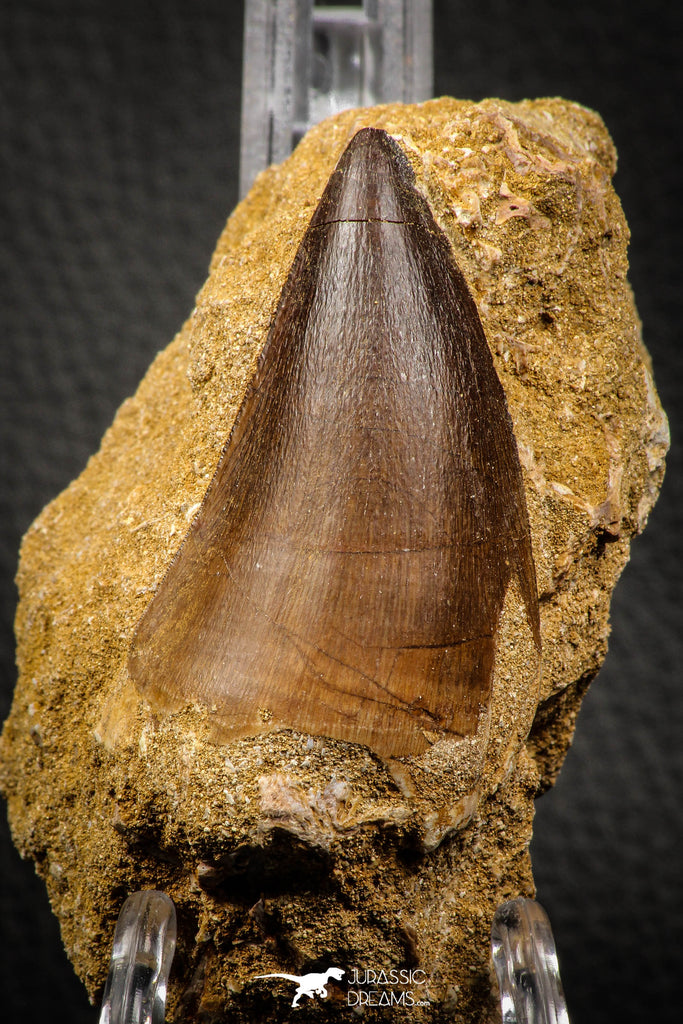 06801 - Top Huge 2.22 Inch Mosasaur (Prognathodon anceps) Tooth in Matrix Late Cretaceous