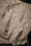 22127 - Wide 10.51 Inch Eocrinoid (Ascocystites) Plate - Lower Ordovician