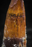 06034 - Nicely Preserved 1.21 Inch Spinosaurus Dinosaur Tooth Cretaceous