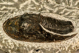 30862 - Top Beautiful 1.85 Inch Harpes perradiatus Lower Devonian Trilobite