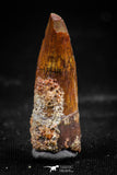 06034 - Nicely Preserved 1.21 Inch Spinosaurus Dinosaur Tooth Cretaceous