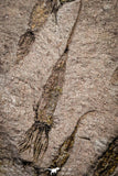 22127 - Wide 10.51 Inch Eocrinoid (Ascocystites) Plate - Lower Ordovician