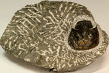 30862 - Top Beautiful 1.85 Inch Harpes perradiatus Lower Devonian Trilobite