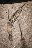 22127 - Wide 10.51 Inch Eocrinoid (Ascocystites) Plate - Lower Ordovician