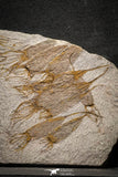 22128 - Wide 8.74 Inch Eocrinoid (Ascocystites) Plate - Lower Ordovician
