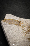 22128 - Wide 8.74 Inch Eocrinoid (Ascocystites) Plate - Lower Ordovician