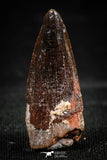 06035 - Well Preserved 1.07 Inch Spinosaurus Dinosaur Tooth Cretaceous