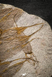 22128 - Wide 8.74 Inch Eocrinoid (Ascocystites) Plate - Lower Ordovician