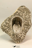 30863 - Well Prepared 1.61 Inch Harpes perradiatus Lower Devonian Trilobite