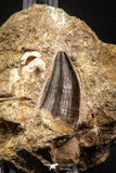 06802 - Top Huge 1.37 Inch Mosasaur (Prognathodon anceps) Tooth in Matrix Late Cretaceous