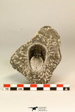 30863 - Well Prepared 1.61 Inch Harpes perradiatus Lower Devonian Trilobite