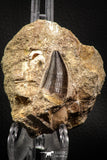 06802 - Top Huge 1.37 Inch Mosasaur (Prognathodon anceps) Tooth in Matrix Late Cretaceous