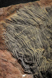 22129 - Top 12.05 Inch Silurian Scyphocrinites elegans Crinoid Plate