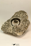 30863 - Well Prepared 1.61 Inch Harpes perradiatus Lower Devonian Trilobite