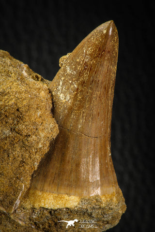 06803 - Rare 1.80 Inch Mosasaurus hoffmanni Tooth on Matrix Late Cretaceous