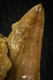 06803 - Rare 1.80 Inch Mosasaurus hoffmanni Tooth on Matrix Late Cretaceous
