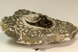 30863 - Well Prepared 1.61 Inch Harpes perradiatus Lower Devonian Trilobite
