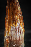 06036 - Top Beautiful 1.13 Inch Spinosaurus Dinosaur Tooth Cretaceous