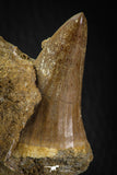 06803 - Rare 1.80 Inch Mosasaurus hoffmanni Tooth on Matrix Late Cretaceous