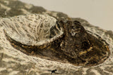 30863 - Well Prepared 1.61 Inch Harpes perradiatus Lower Devonian Trilobite