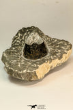 30863 - Well Prepared 1.61 Inch Harpes perradiatus Lower Devonian Trilobite